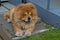 Adorable Chow Chow dog: lion in the city. Fluffy chow chow dog looking at the camera.