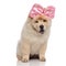 Adorable chow chow with pink ribbon on head panting
