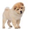 Adorable chow chow stands and looks down to side