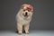 Adorable chow chow wearing fresh flowers crown panting