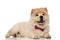 Adorable chow chow wearing red bowtie lying