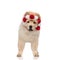 Adorable chow chow wearing red and white headband with balls