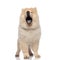 Adorable chow chow yawning with mouth open while standing