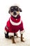 Adorable Christmas dressed Pincher dog