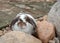 Adorable chubby Holland lop rabbit standing behind rock in garden