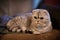 Adorable chubby white and silver scottish fold munchkin cat laying on pillow with shallow depth of field.