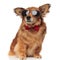 Adorable classy brown dog with sunglasses is distracted