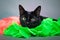 Adorable close up of black kitty laying in neon green and pick ruffly fabric