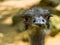 Adorable closeup of the face of a common ostrich, popular flightless bird specie from Africa