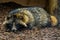 Adorable closeup portrait of a raccoon dog laying on the ground and watching in the camera, Animal from Eurasia