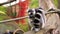 Adorable closeup of a ring tailed lemur eating a nut, primate diet, Endangered animal specie from madagascar