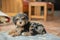 Adorable cockapoo puppy snuggled on a cozy blanket in a bright and cozy living room