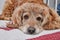 Adorable Cocker Spaniel Dog with a Sad Look Lying on a Red Bed