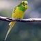 Adorable colorful budgie resting on a branch on a blurry background