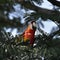 Adorable colorful Macaw bird perched on the tree looking at the camera