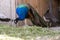 Adorable colorful peacocks eating grass on a farm - breeding