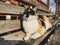 Adorable and colourful furry stray cat sitting on the wooden bench