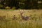 Adorable Columbian white-tailed deer looking at the camera while roaming in the field