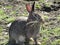 Adorable comical grey bunny rabbit munching dry leaves close up