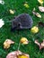 Adorable common hedgehog wading on the grass in autumn