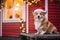 Adorable corgi dog in festive Christmas costume on the snowy porch of a house.