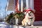 Adorable corgi dog in festive Christmas costume on the snowy porch of a house.