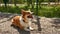 Adorable Corgi dog lying on gravel road in park