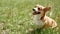 Adorable Corgi dog sitting on green lawn in park