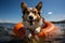 Adorable Corgi dog swims on an inflatable ring in clear sea water