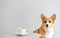 Adorable Corgi dogs that were trained to sit and wait for the owners in the coffee shop