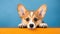 Adorable Corgi puppy with big, soulful eyes peeks over orange table against blue backdrop, Ai Generated