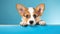 Adorable Corgi puppy with big, soulful eyes peeks over orange table against blue backdrop, Ai Generated