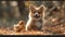 Adorable corgi puppy with chicken outdoors. Easter concept