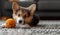 An adorable corgi puppy with orange knitted ball and space for text