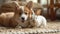 Adorable corgi puppy with white baby rabbit on the carpet at home