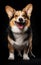 Adorable corgi sitting and looking in camera in studio portrait, full body view, isolated on sleek black background