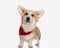 adorable corgi with tongue exposed and red scarf
