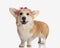 adorable corgi wearing flowers headband with tongue exposed