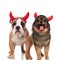 Adorable couple of devil english bulldog and pomeranian