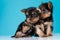 adorable couple of yorkshire terrier puppies cuddling