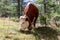 Adorable cow with brown skin and white eyelashes with large metal bell on wide leather strap around her neck