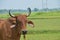 Adorable Cow Portrait on White Background. Farm Animal Grown for Organic Meat