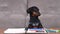 Adorable curious black dachshund puppy leans on wooden table with sketchbook and colorful markers in living room closeup