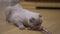 Adorable curious kitten biting toy in slow motion lying on floor indoors. Portrait of furry lovely purebred Scottish