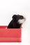 ADORABLE CUTE BABY GUINEA PIG RED BOX