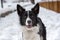 Adorable Cute Black And White Border Collie Portrait With White Snow Backgroun.