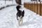 Adorable Cute Black And White Border Collie Portrait With White Snow Backgroun.