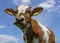 Adorable cute calf, close up, low angle, red pied calf, like a cuddly animal, at a blue cloudy sky