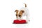 Adorable, cute dog, purebred Jack Russell Terrier eating from red bowl isolated on white studio background