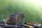 Adorable and cute Eastern Chipmunk stands at attention in a soft woodland scene